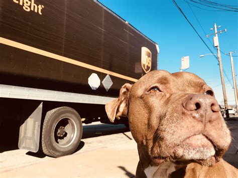 What can Brown do for you? : r/pitbulls