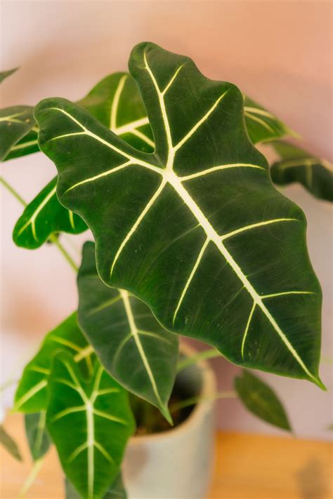 Alocasia Frydek M — Plantologie