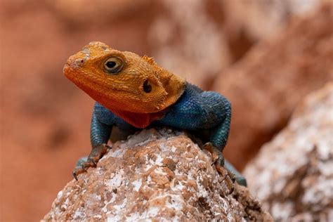 Lizard To Dye Dandruff - Free photo on Pixabay - Pixabay