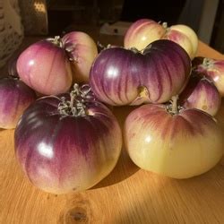 Томат Сарт Ролуаз: ОТЗЫВЫ, фото, урожайность | tomatland.ru