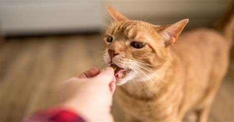 The best cat treats, according to veterinarians