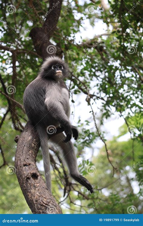 dusky leaf monkey stock image image  asia leaf langur