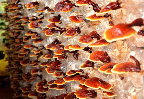 Древесные грибы для похудения - фото презентация