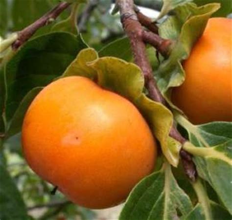 Саженцы хурмы - купить дерево хурмы в питомнике в Киеве | Магазин Экосад