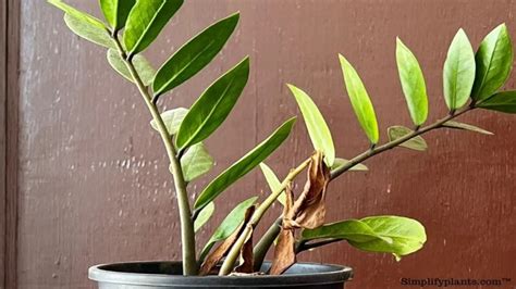 ZZ Plant Leaves Curling - Curling Solutions