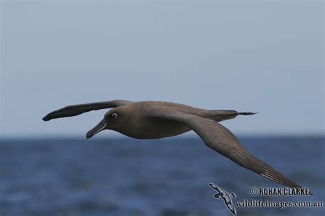 Sooty Albatross 5567.jpg photo - Wildlife Images photos at pbase.com