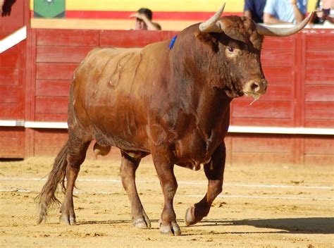 El Toro, Pelos Y Pintas · Club Taurino De Murcia | Club Taurino De ...