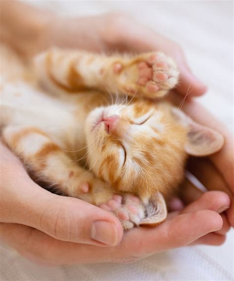 Когда можно отлучать котят от кошки: отлучение котят от матери ...