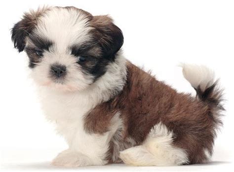 dog  world shih tzu dogs breed