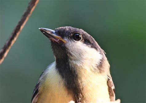 Bird Beak Titmouse - Free photo on Pixabay - Pixabay