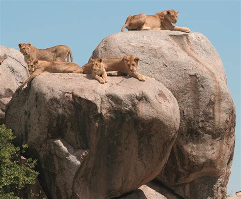 Serengeti National Park | World's Best Wildlife Park.