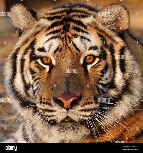 Close up Tiger face, isolated Stock Photo - Alamy