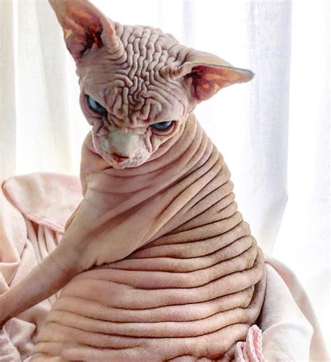 The Scariest Cat in the World