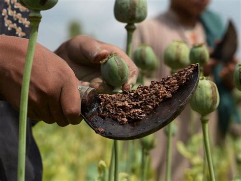 18 Facts About Opium - Facts.net