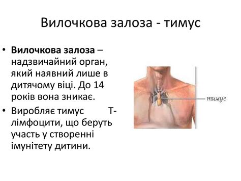 Эндокринная система - презентация онлайн