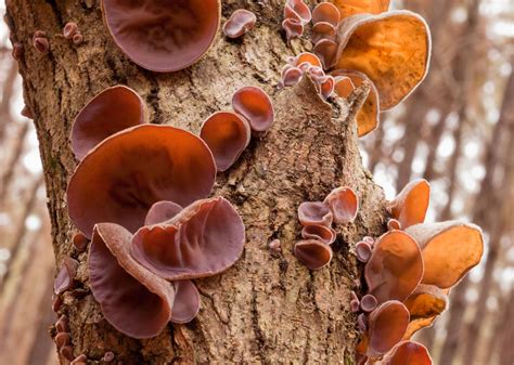 types  fungi