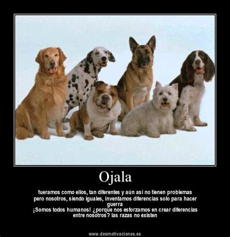 imagenes de perros  frases imagui