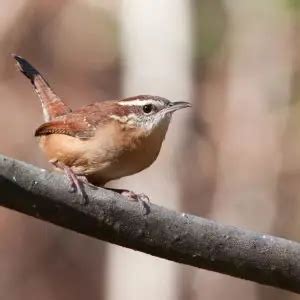 Carolina Wren - Facts, Diet, Habitat & Pictures on Animalia.bio