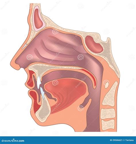 parts   human nose anatomy   nose internal  external