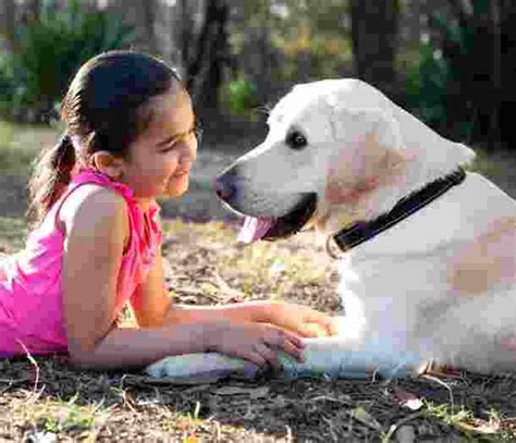 Companion Dogs - Guide Dogs Australia