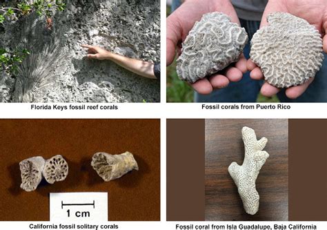 Various fossil corals | U.S. Geological Survey