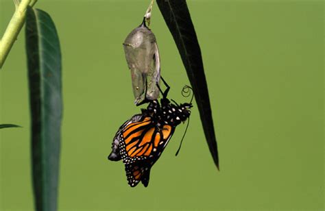 Life cycles - Museums Victoria