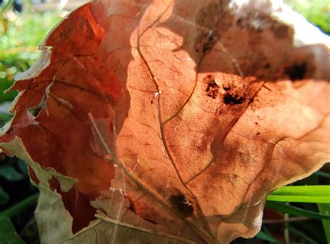 Motorola Edge 30 Fusion review: a healthy blend - PhoneArena