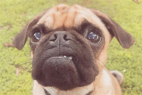 Pugalier - Size | Appearance | Temperament | Shedding | Exercise | Price