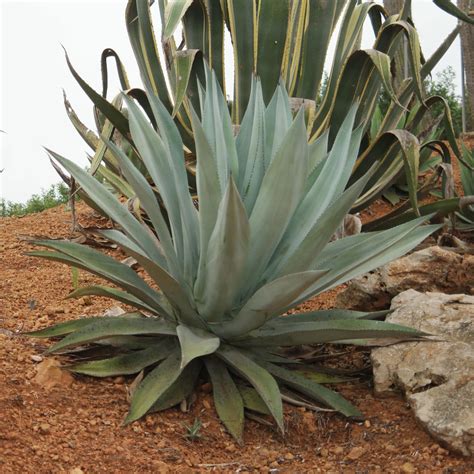 Tipos De Agave 5