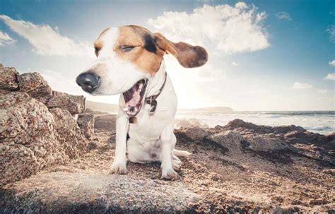 Why Beagles Have Big Ears: The Science Behind Their Floppy Features