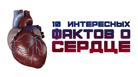 10 ИНТЕРЕСНЫХ ФАКТОВ О СЕРДЦЕ - YouTube