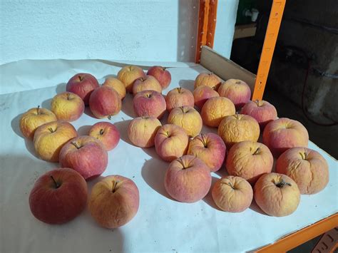 Unsere letzten Äpfel von 2022, noch immer sehr saftig.