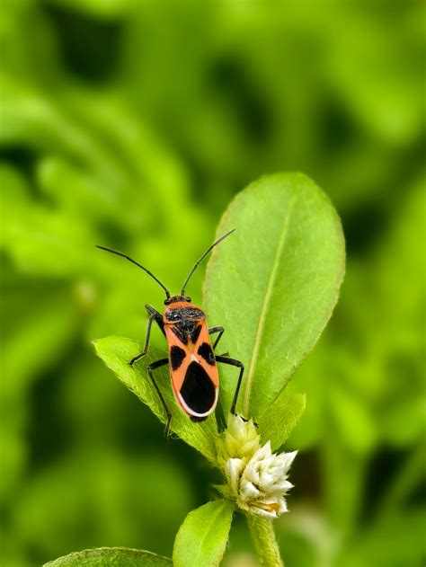 Black Butt Photos, Download The BEST Free Black Butt Stock Photos & HD