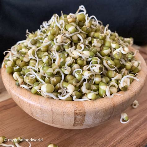 How to grow thick mung beans sprouts by mygoodfoodworld | Quick & Easy ...