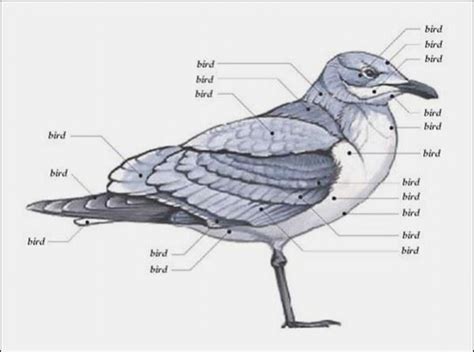 Bird Anatomy | Funlexia - Funny Pictures