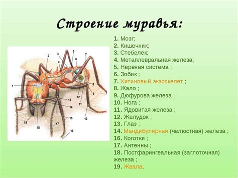 Строение муравья — как устроено муравьиное тело, анатомия, особенности