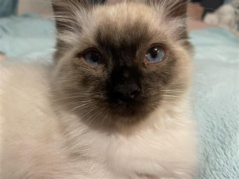 New kitten : r/ragdolls