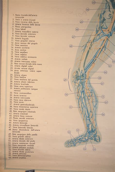 Tavola anatomica - Anatomical table — Portamarina