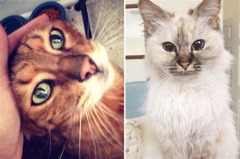 Пожилые кошки, которых приютили великодушные люди