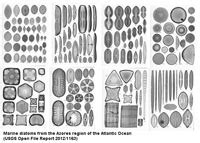 6.23: Siliceous Oozes - Geosciences LibreTexts