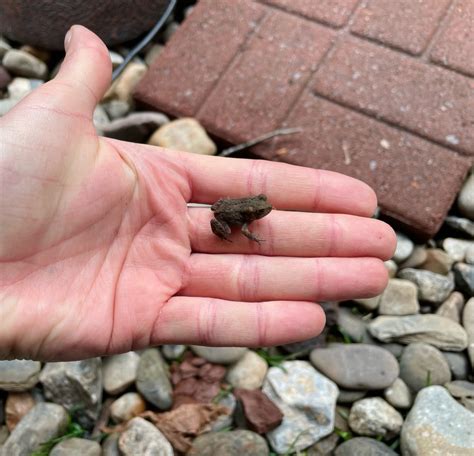 Toadschooled