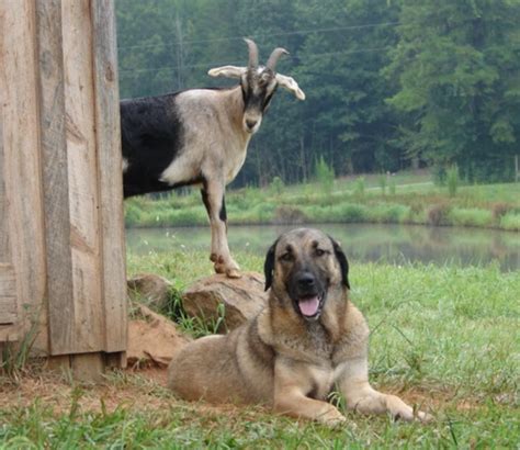 "Boz" Dogs