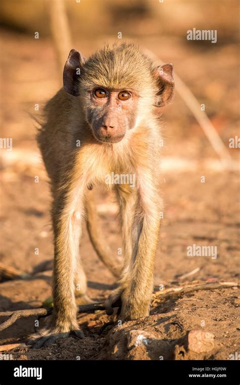 Young Baboon (Papio cynocephalus Stock Photo - Alamy