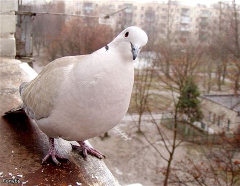 Виды голубей | Домашняя ферма