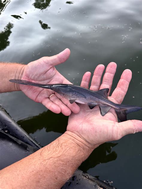 American Paddlefish (polyodon Spathula) – American Paddlefish Co
