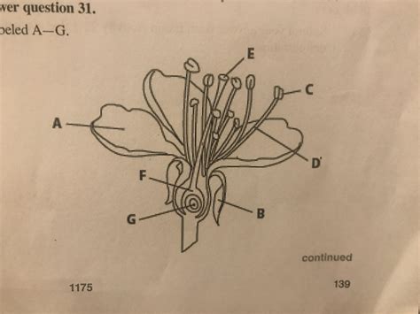 Flower Parts Labeled