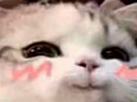 Tổng hợp Meme Mèo dễ thương, hài hước nhất