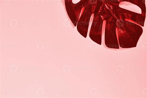 Red metall glossy monstera or swiss cheese plant on pastel pink