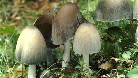 Навозник обыкновенный (Coprinopsis cinerea) фото и описание
