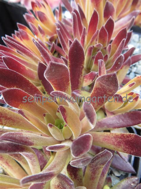 Sempervivum Devils Touch - Hauswurz | Sempervivumgarten